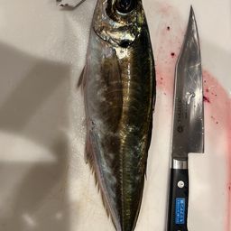 アジ