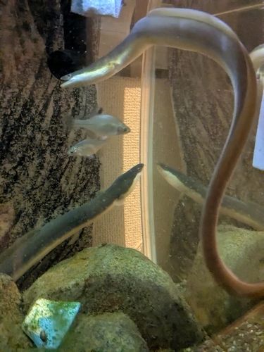 ウナギの釣果