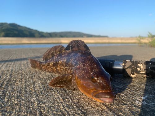 アイナメの釣果