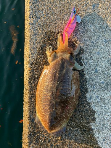 コウイカの釣果