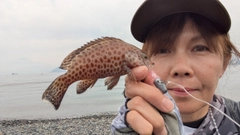 キジハタの釣果