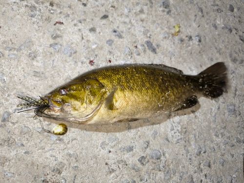 スモールマウスバスの釣果