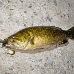 スモールマウスバス