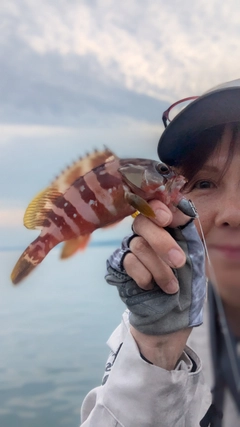 アカハタの釣果
