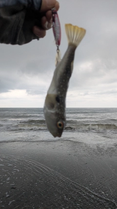 クサフグの釣果