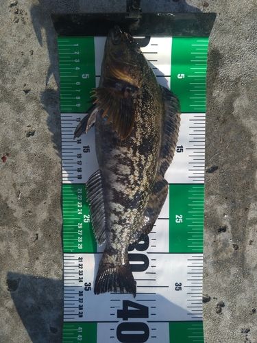 アイナメの釣果