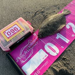 ヒラメ