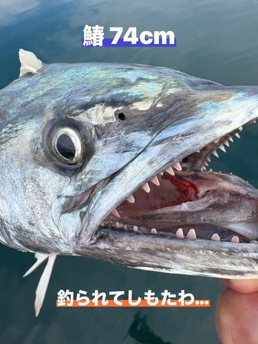 サワラの釣果