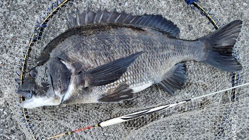 チヌの釣果