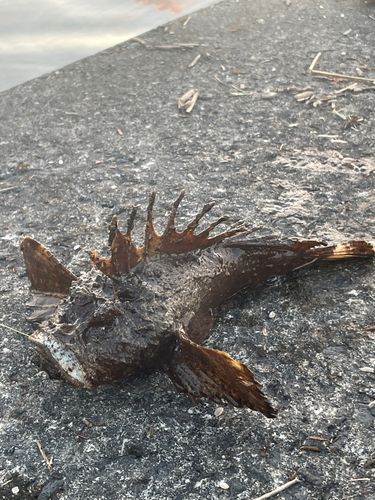 オニオコゼの釣果