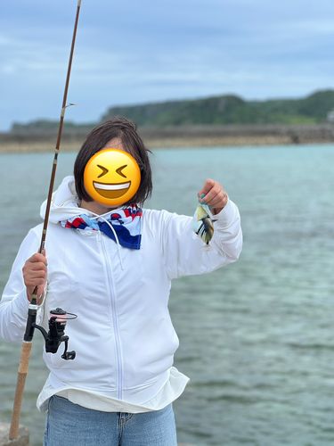 ムラサメモンガラの釣果