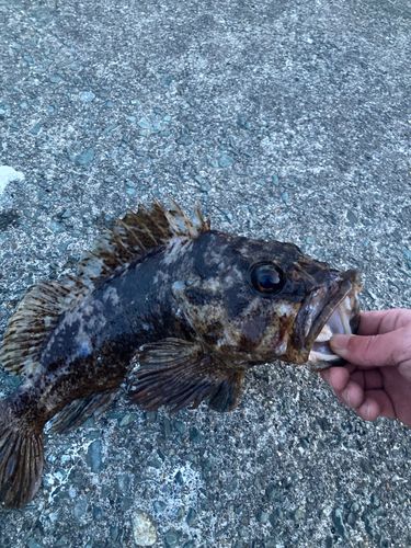 クロソイの釣果