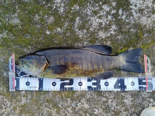 スモールマウスバスの釣果