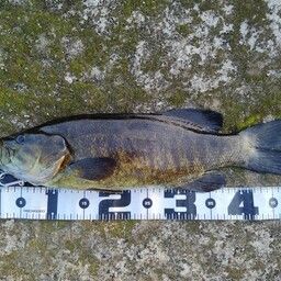 スモールマウスバス