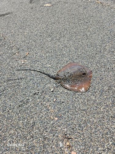 シロギスの釣果