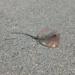 シロギス