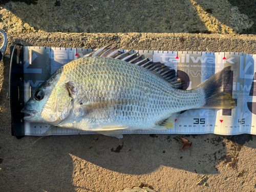 キビレの釣果