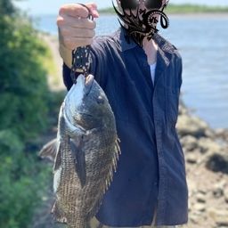 クロダイ
