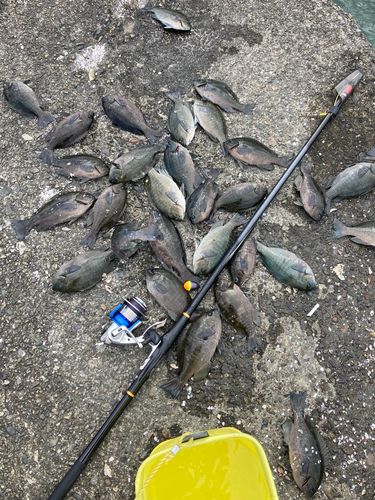 メジナの釣果
