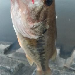 ラージマウスバス