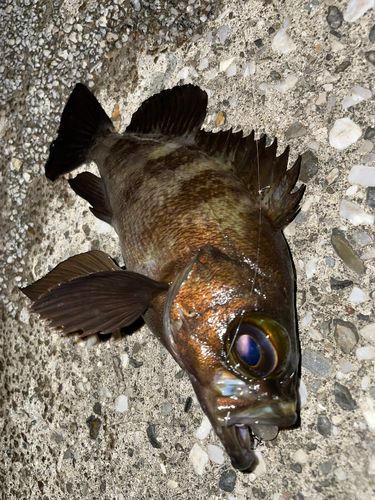 メバルの釣果