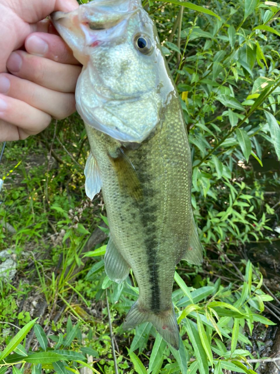 ラージマウスバス