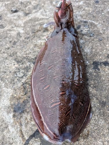 モンゴウイカの釣果