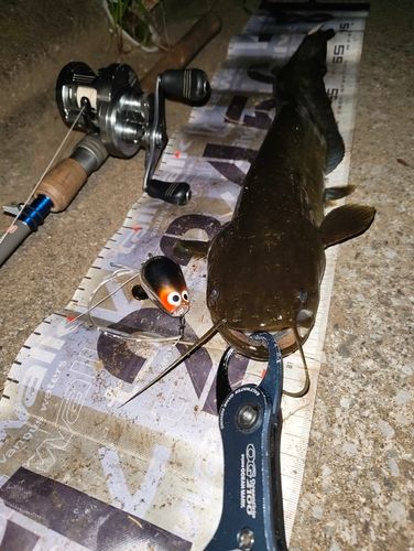 ナマズの釣果