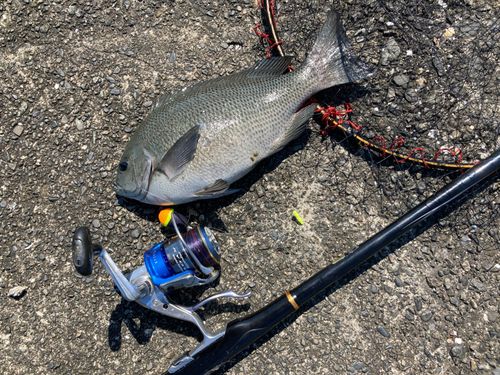 メジナの釣果