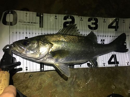 マルスズキの釣果