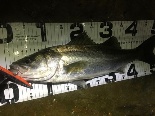 マルスズキの釣果