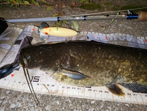 ナマズの釣果