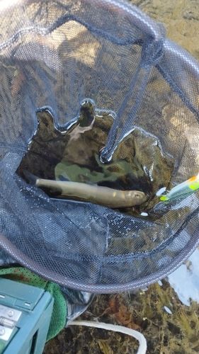 アユの釣果