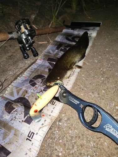 ナマズの釣果
