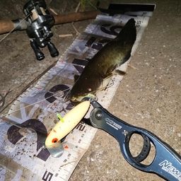 ナマズ