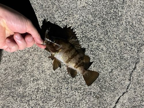 メバルの釣果