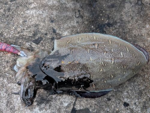 モンゴウイカの釣果