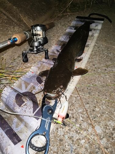 ナマズの釣果