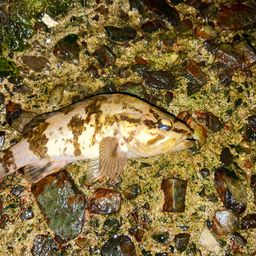 タケノコメバル