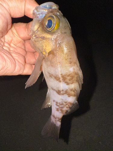 シロメバルの釣果