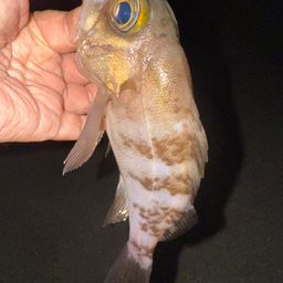 シロメバル