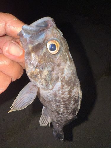 クロソイの釣果