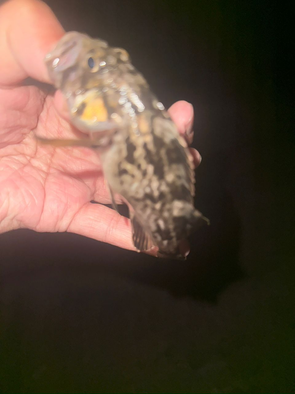 クロソイ