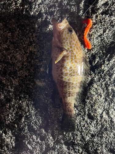 オオモンハタの釣果