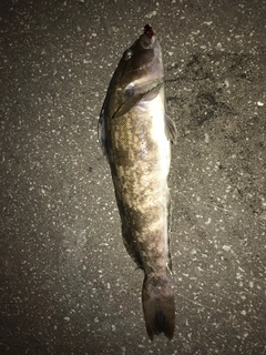 アイナメの釣果