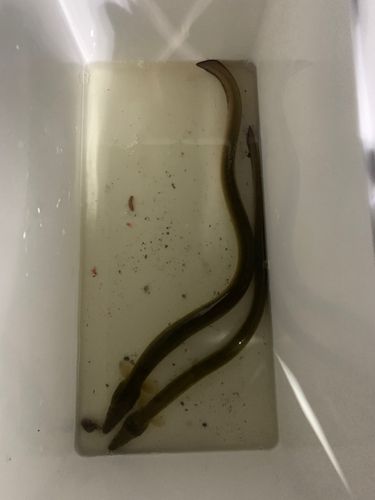 ウナギの釣果