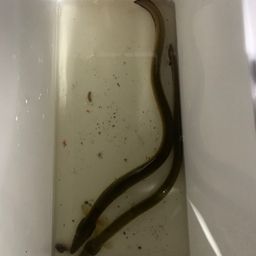ウナギ