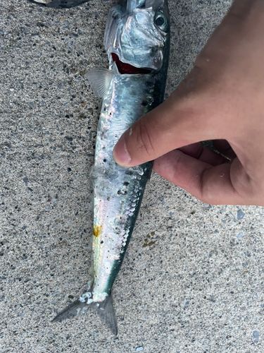 マイワシの釣果