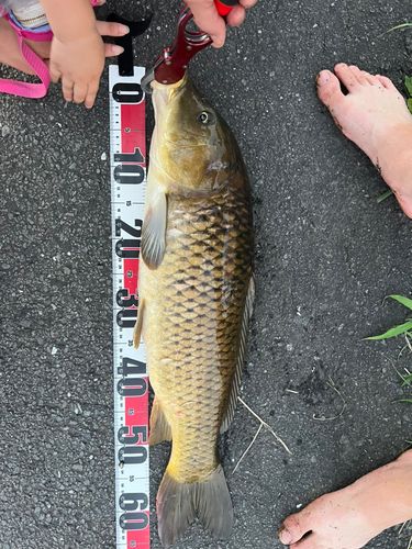 コイの釣果