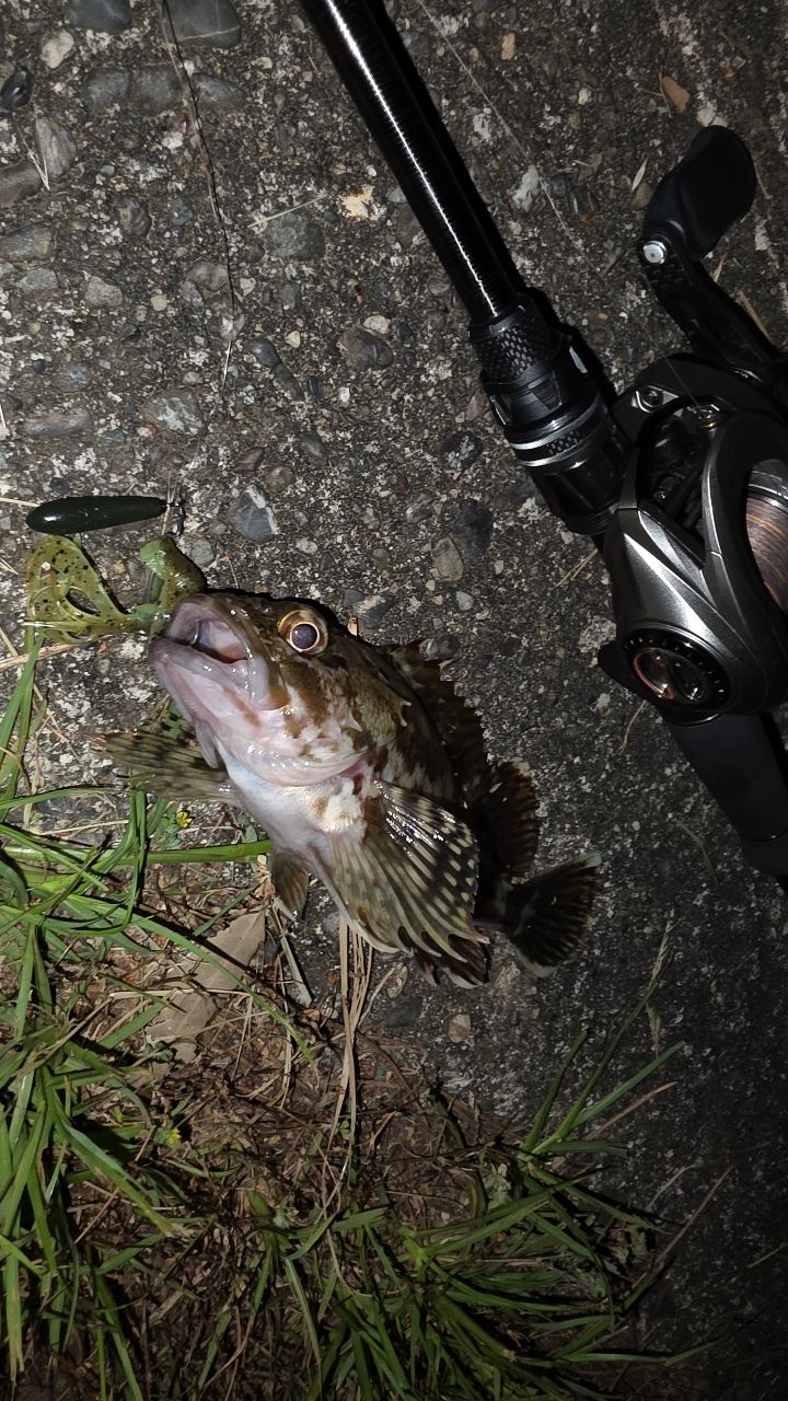 カサゴ